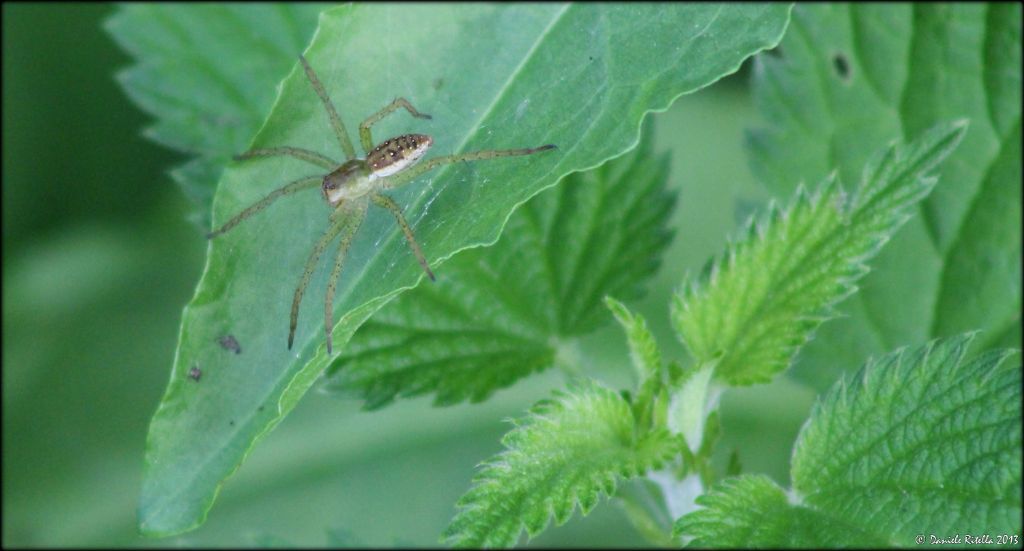 Pisauridae: Dolomedes sp. - Venafro (IS)